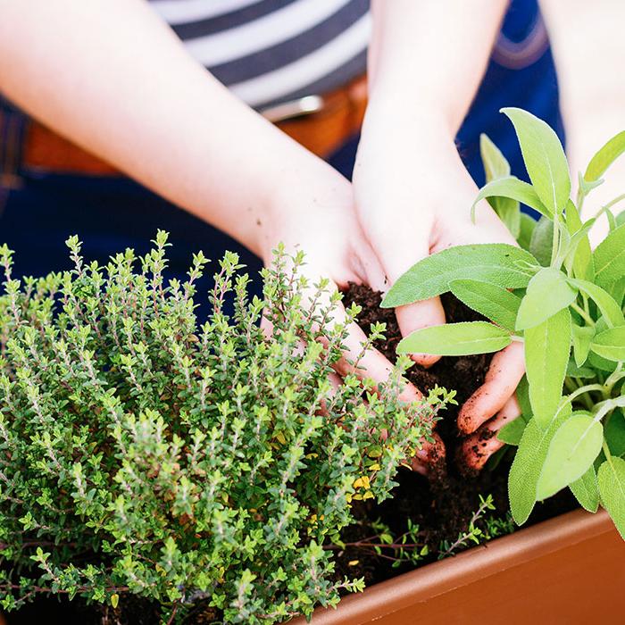 skrb za balkonske dišavnice