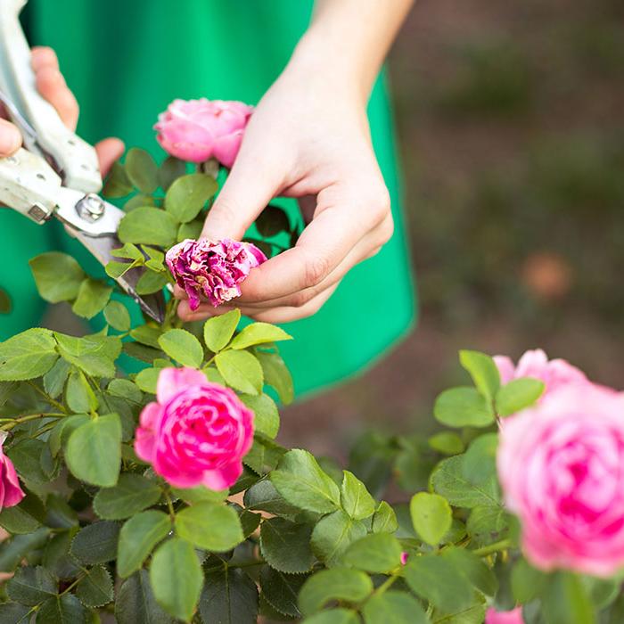 pravilno obrezovanje cvetja