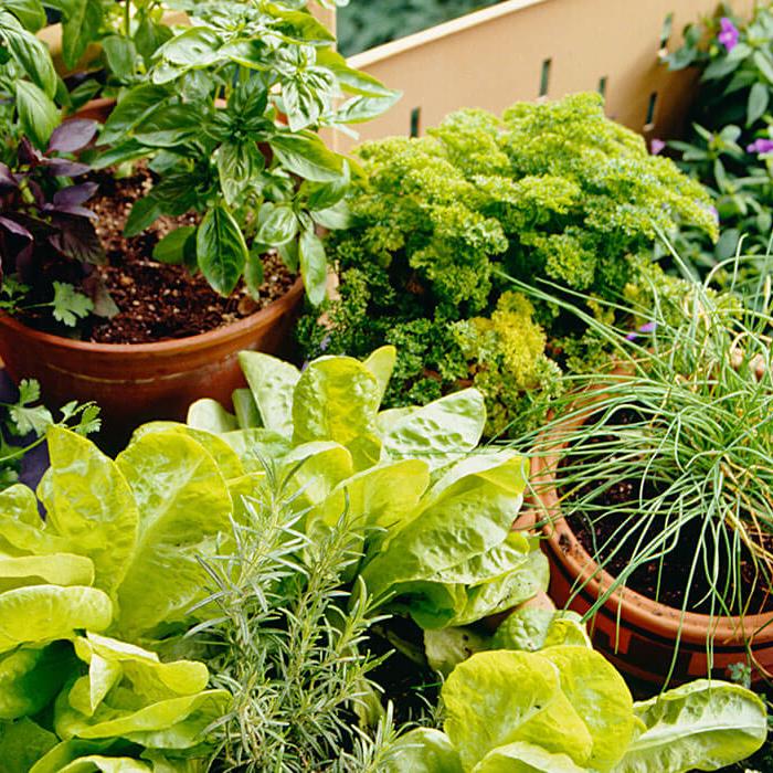 dišavnice Plečnikova cvetličarna