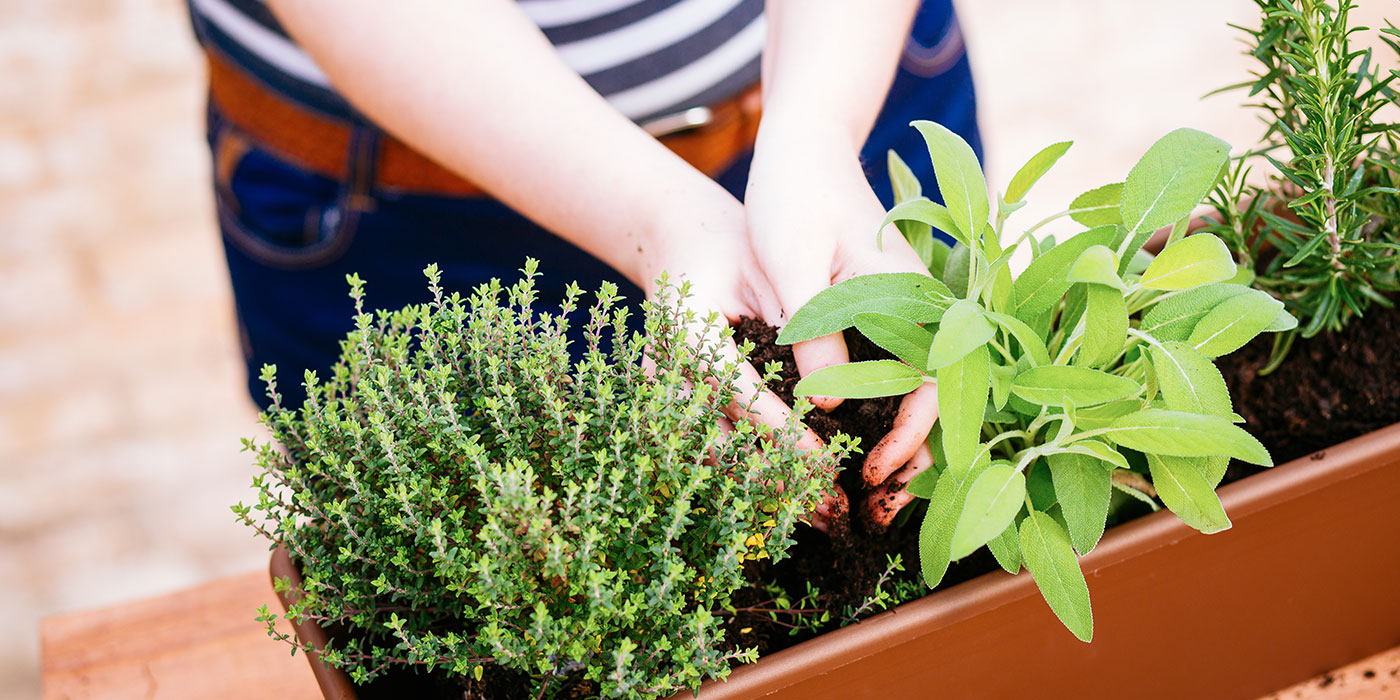 skrb za balkonske dišavnice