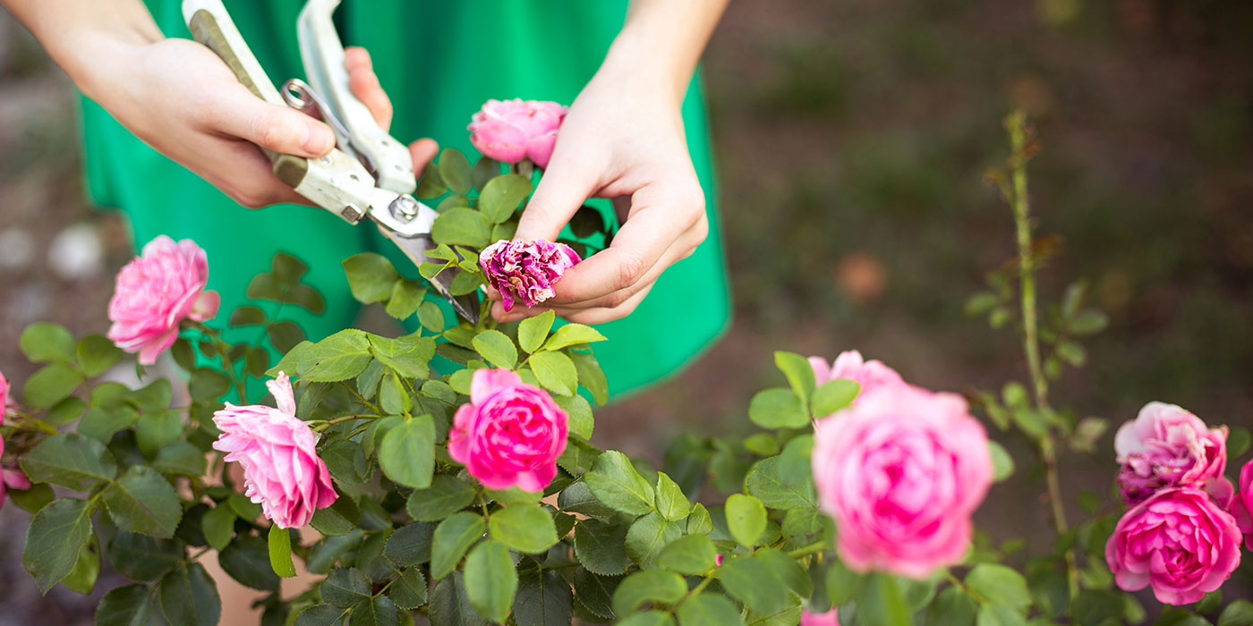 pravilno obrezovanje cvetja