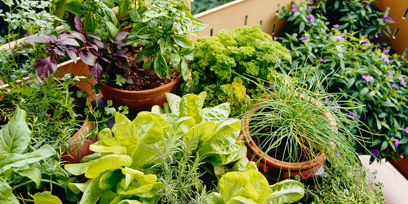 dišavnice Plečnikova cvetličarna